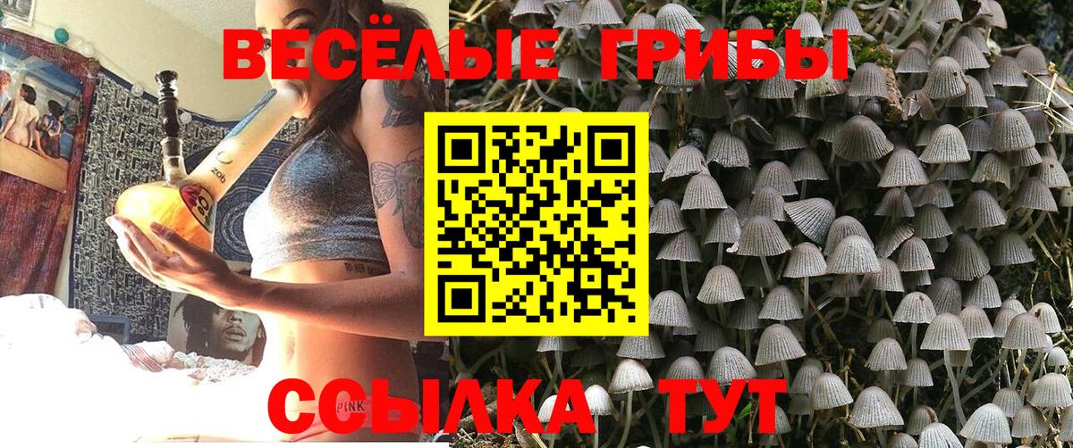 Псилоцибиновые грибы GOLDEN TEACHER  Вход с VPN  Псилоцибиновые грибы Psilocybine cubensis  Сланцы 